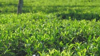 大种植园上茶树上的绿叶